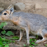 Zoo Brno je plná mláďat